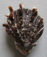 Spondylus barbatus L.A. Reeve, 1856